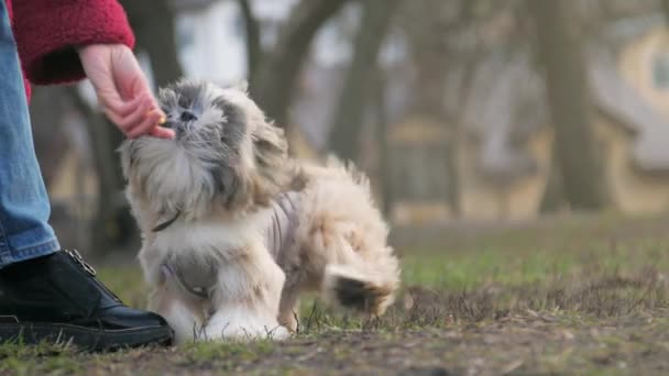 Legrační shitzu pes s chlupatou srstí v šedé bundě běží k majiteli — Stock video