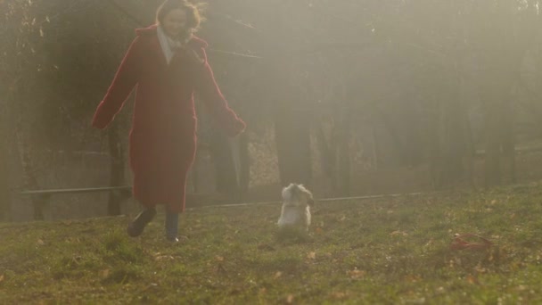 Shitzu hond loopt langs bruin park gazon volgende eigenaar — Stockvideo