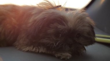 Komik tüylü köpek otomobil gösterge panelinde yatarken etrafına bakıyor.