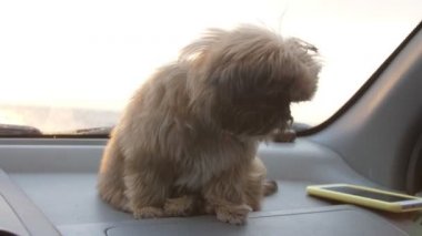 Komik tüylü köpek otomobil gösterge panelinde yatarken etrafına bakıyor.