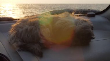 komik köpek sakin nehre karşı otomobil torpido gözünde uyur.