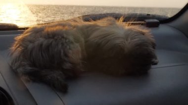 komik köpek sakin nehre karşı otomobil torpido gözünde uyur.