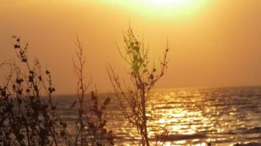 Sakin nehre karşı hafif rüzgarla sallanan çalılar.