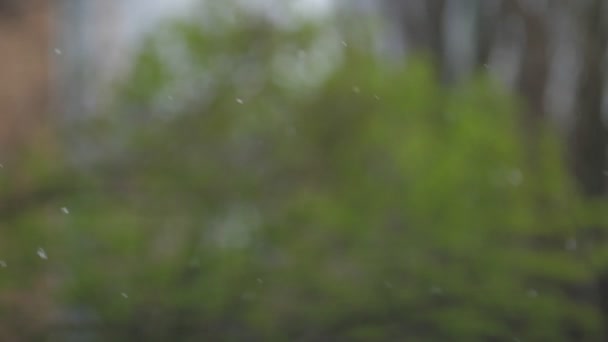 Pequeñas gotas de lluvia caen contra la rama verde borrosa del árbol — Vídeos de Stock