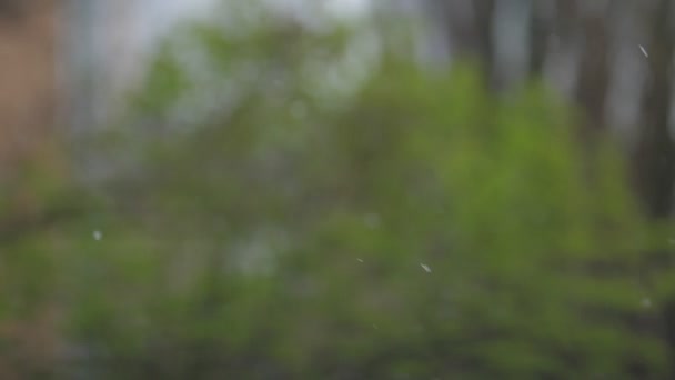 Pequeñas gotas de lluvia caen contra la rama verde borrosa del árbol — Vídeos de Stock