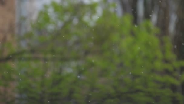 Pequenas gotas de chuva caem contra o ramo de árvore verde desfocado — Vídeo de Stock