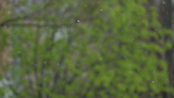 Небольшие капли дождя падают на расплывчатую ветку зеленого дерева — стоковое видео