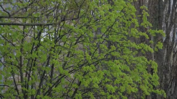 Fuertes gotas de lluvia de primavera caen sobre el árbol con pequeñas hojas verdes — Vídeo de stock