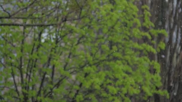 Starker Frühlingsregen fällt auf Baum mit kleinen grünen Blättern — Stockvideo