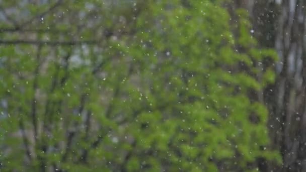 Fuertes gotas de lluvia de primavera caen sobre el árbol con pequeñas hojas verdes — Vídeo de stock