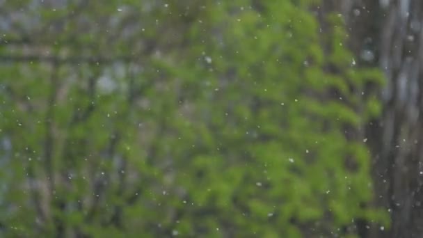 Starker Frühlingsregen fällt auf Baum mit kleinen grünen Blättern — Stockvideo