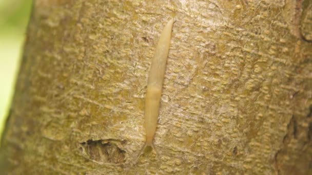 Gastéropode mollusque rampe le long du tronc d'arbre à la recherche de nourriture — Video