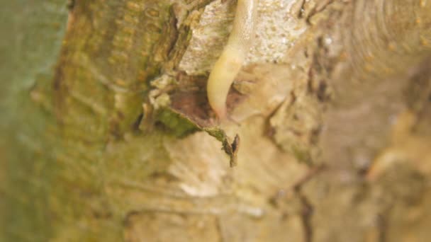 Vandig snegl sprer slim for å bevege seg langs epletreet – stockvideo
