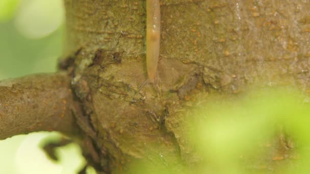 Land gastropods spreads mucus crawling along fruit tree — Stock Video