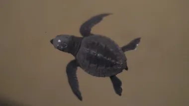 Kaplumbağa çiftlikteki kuluçkaya yatmış terrapinler için özel havuzda kalır.