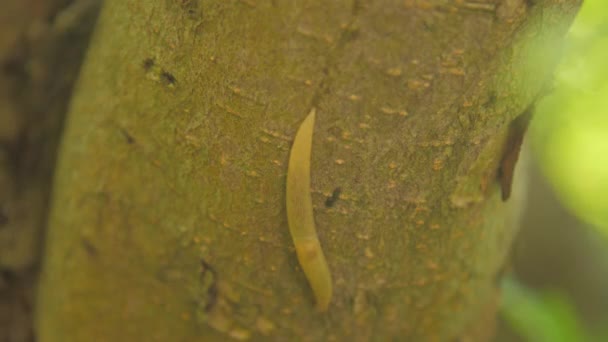 Mollusk moves along apple tree looking for fresh plants — Stock Footage Mollusk moves along apple tree looking for fresh plants Stock Video