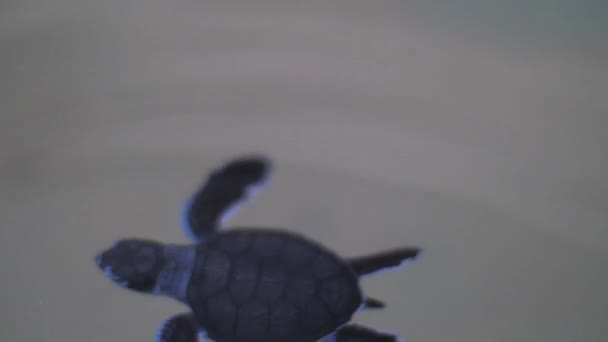 Новорожденная черепаха живет в аквариуме на ферме вблизи — стоковое видео