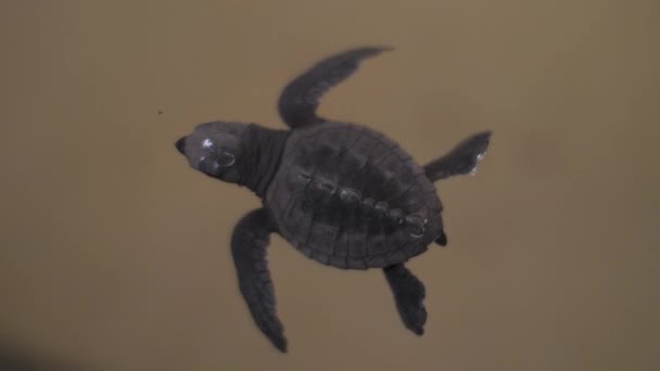 Turtle stays in special pool for incubated terrapins on farm — Stock Video