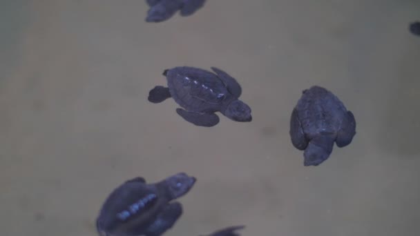 Turtles sleep living in center for sea tortoises rescue — Stock Video