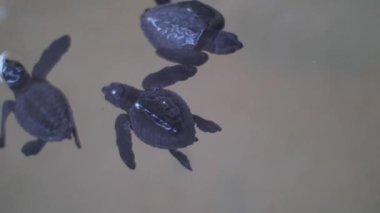 Egzotik türler kaplumbağalar çiftlikte yaşayan deniz suyunda yüzerler.