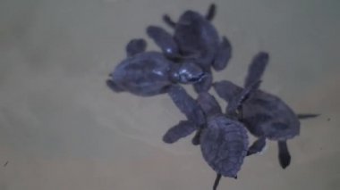 Terrapinler, hayır kurumu tarafından kurulan çiftlikte yaşarlar.