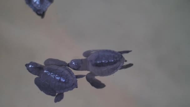 Tortugas nadan en la piscina llena de agua del océano en el centro — Vídeo de stock