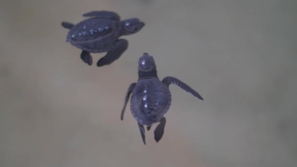 Wasserschildkröten schwimmen in Becken auf von Freiwilligen errichteter Farm — Stockvideo