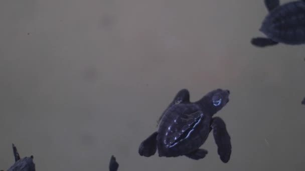 Rare species turtles swim in special pool growing on farm — Stock Video