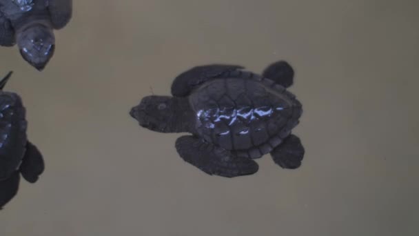 Tortoises live in tank waiting for life to begin in ocean — Stock Video