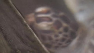 Kırmızı Kitap 'ta listelenen kaplumbağa gönüllülerle birlikte yüzüyor.