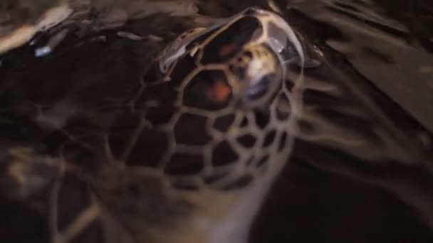 Tortuga vive en una granja organizada para salvar especies en peligro de extinción — Vídeos de Stock
