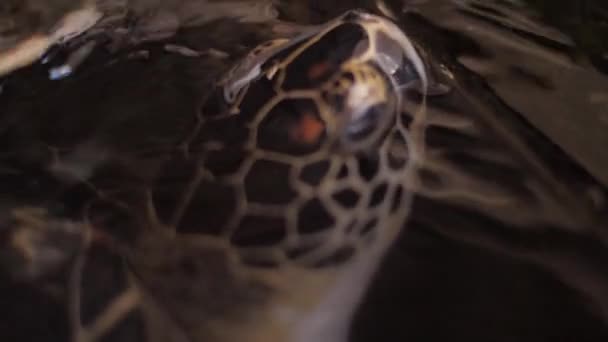 Tortue vit à la ferme organisée pour sauver les espèces menacées — Video