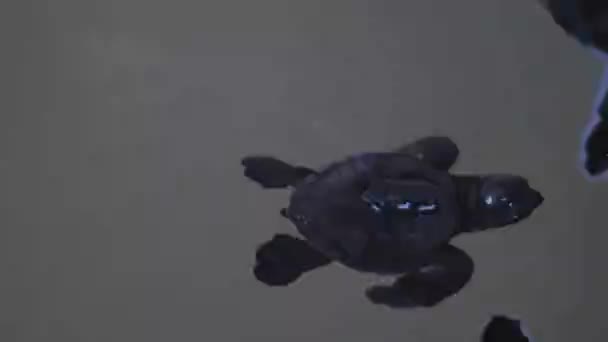 Turtles swim on farm working to preserve rare species — Stock Video