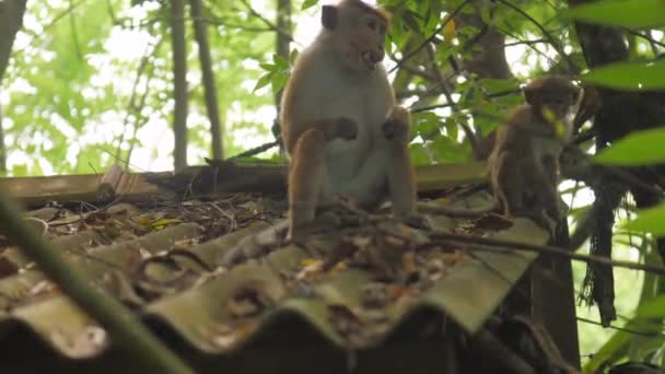 Monos lindos se sienta en el techo del edificio y come comida en la isla — Vídeo de stock