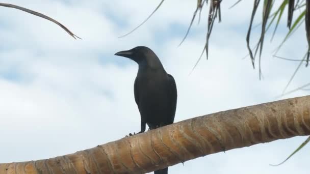 Чорна ворона сидить на екзотичній долоні під хмарним небом — стокове відео