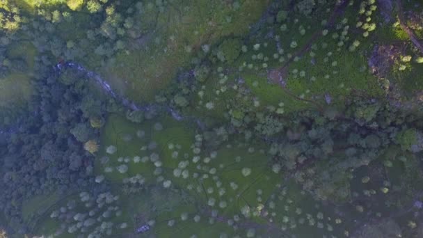 Boundless field with growing tea leaves on tropical highland — Stock Video