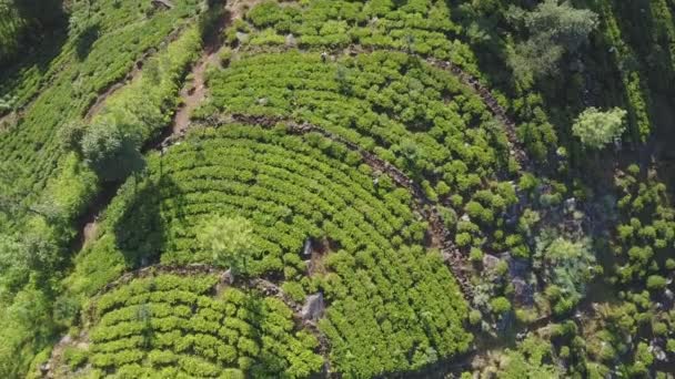 Green tropical tea plantations beds and working local man — Stock Video