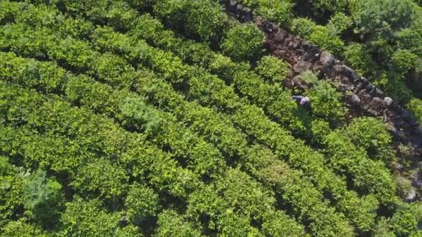 Verde plantações de chá tropical camas e trabalhando homem local — Vídeo de Stock