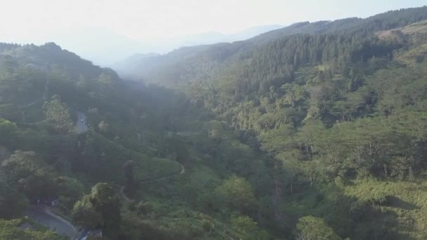 Hochland mit Teeplantagen gegen Berg im Nebel — Stockvideo