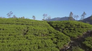 Sınırsız yeşil çay tarlaları olan fakir bir kırsal bölge.