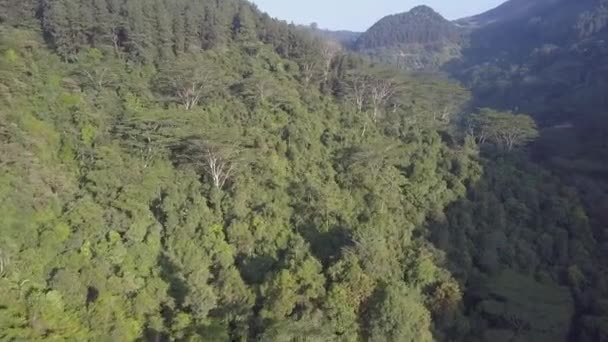 Tierras altas con exuberantes selvas tropicales verdes y árboles altos — Vídeos de Stock