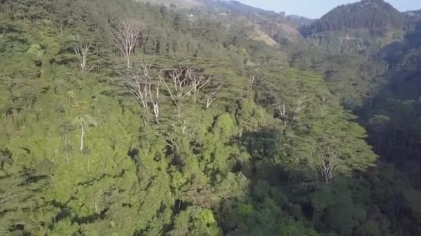 Tierras altas con exuberantes selvas tropicales verdes y árboles altos — Vídeo de stock