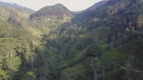 Hoogland met weelderige groene tropische jungles en hoge bomen — Stockvideo