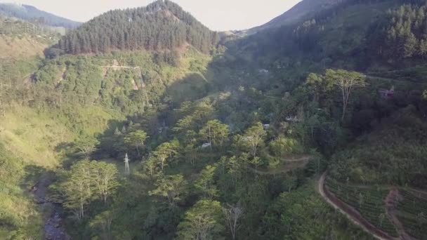 Hoogland met weelderige groene tropische jungles en hoge bomen — Stockvideo