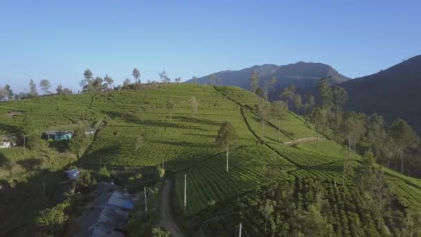 Sınırsız yeşil çay tarlaları olan fakir bir kırsal bölge. — Stok video