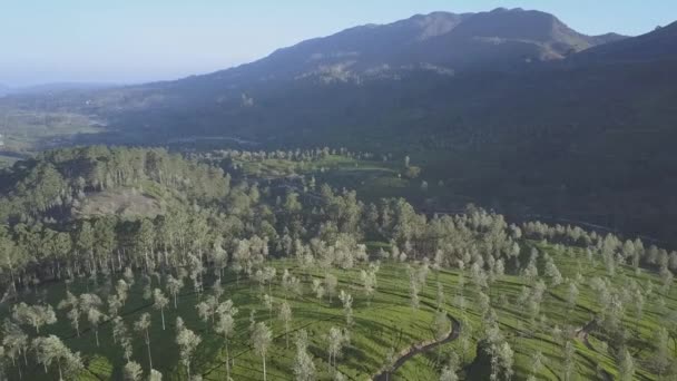 Eindeloze tropische hooglanden met frisse groene plantages — Stockvideo