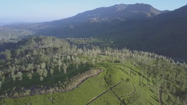 Niekończące się wyżyny tropikalne ze świeżymi plantacjami zielonymi — Wideo stockowe