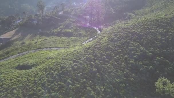 Tierras altas tropicales interminables con plantaciones verdes frescas — Vídeo de stock