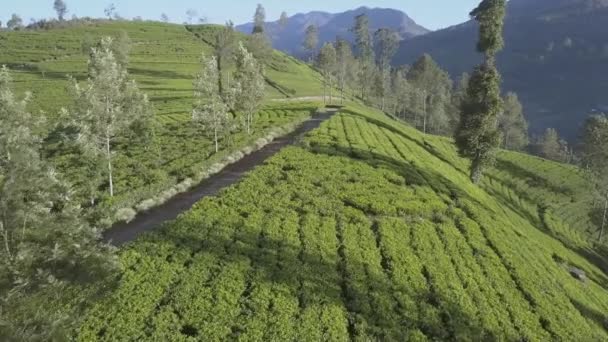 Taze yeşil tarlaları olan sonsuz tropikal dağlık arazi — Stok video