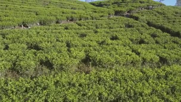 Taze yeşil tarlaları olan sonsuz tropikal dağlık arazi — Stok video